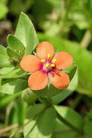 Image result for Anagallis arvensis