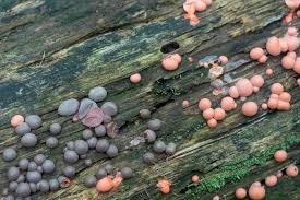 Attēlu rezultāti vaicājumam “Lycogala epidendrum s.str. macro”