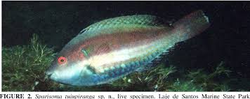 Image result for Sparisoma amplum