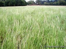 Attēlu rezultāti vaicājumam “Holcus lanatus”