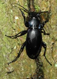 Attēlu rezultāti vaicājumam “Carabus violaceus”