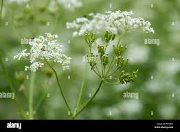 Attēlu rezultāti vaicājumam “Anthriscus”