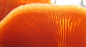 Attēlu rezultāti vaicājumam “Phyllotopsis nidulans”