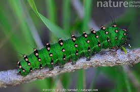 Attēlu rezultāti vaicājumam “Saturnia pavonia larva”