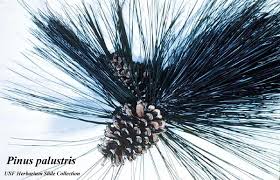 Attēlu rezultāti vaicājumam “Polymerus palustris”