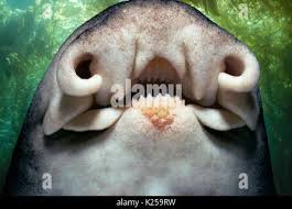 Image result for Heterodontus portusjacksoni