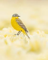 Attēlu rezultāti vaicājumam “Motacillidae”