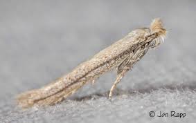 Attēlu rezultāti vaicājumam “Lyonetiidae”