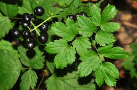 Attēlu rezultāti vaicājumam “Actaea spicata”