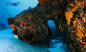 Resultado de imagen para cozumel dive