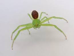 Attēlu rezultāti vaicājumam “Diaea dorsata”