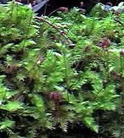 Attēlu rezultāti vaicājumam “Nardia geoscyphus”