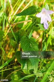 Attēlu rezultāti vaicājumam “Campanula rapunculoides leaf”