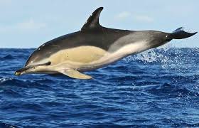 Image result for Delphinus delphis