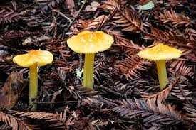 Attēlu rezultāti vaicājumam “Hygrocybe acutoconica”