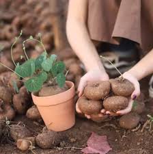 Attēlu rezultāti vaicājumam “Trichia erecta stalked”