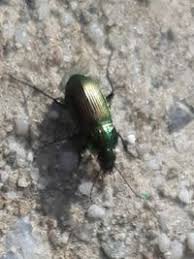 Attēlu rezultāti vaicājumam “Poecilus versicolor”