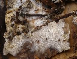 Attēlu rezultāti vaicājumam “Hyphodontia barba-jovis”