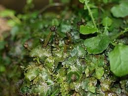 Attēlu rezultāti vaicājumam “Conocephalum”