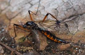 Attēlu rezultāti vaicājumam “Dictenidia bimaculata”