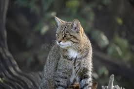 Attēlu rezultāti vaicājumam “Felis silvestris catus adult”