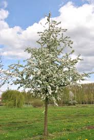 Attēlu rezultāti vaicājumam “Malus x zumi”