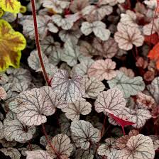 Image result for Heuchera `Swirling Fantasy`