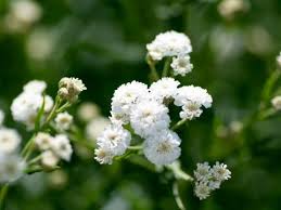 Attēlu rezultāti vaicājumam “Gypsophila muralis fruit”