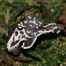 Attēlu rezultāti vaicājumam “Diderma spumarioides macro”