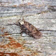 Attēlu rezultāti vaicājumam “Depressaria olerella imago”