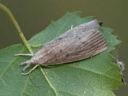 Attēlu rezultāti vaicājumam “Calamotropha paludella”