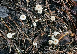 Attēlu rezultāti vaicājumam “Collybia cirrhata”