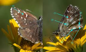 Attēlu rezultāti vaicājumam “Pyrgus serratulae”