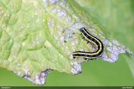 Attēlu rezultāti vaicājumam “Didymium minus macro”