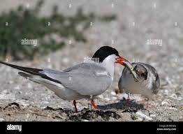 Image result for Sterna hirundo