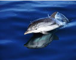 Image result for Adventure Dolphin