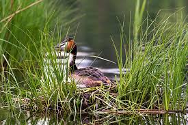 Attēlu rezultāti vaicājumam “Podiceps cristatus nest”