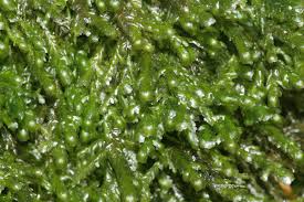 Attēlu rezultāti vaicājumam “Neckera”