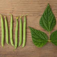 Image result for Buschbohnen