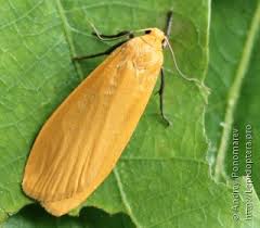 Attēlu rezultāti vaicājumam “Eilema sororcula”