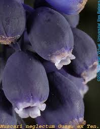 Attēlu rezultāti vaicājumam “Muscari neglectum flower”