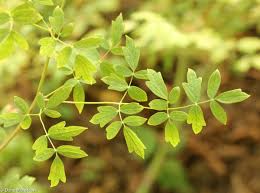 Attēlu rezultāti vaicājumam “Thalictrum flavum fruit”