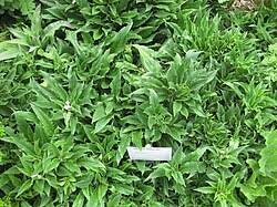 Attēlu rezultāti vaicājumam “Hesperis matronalis bud”