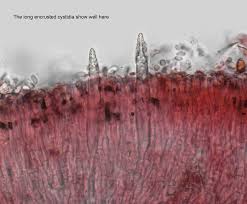 Attēlu rezultāti vaicājumam “Phlebiopsis gigantea”