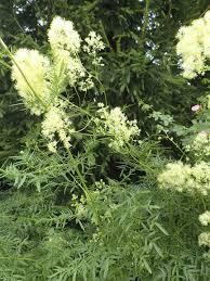 Attēlu rezultāti vaicājumam “Thalictrum lucidum”