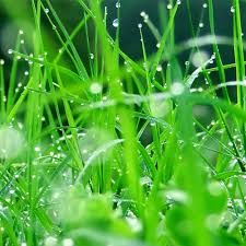 Attēlu rezultāti vaicājumam “Poa pratensis fruit”