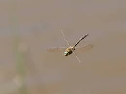 Attēlu rezultāti vaicājumam “Cordulia aenea”