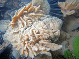 Attēlu rezultāti vaicājumam “Spongilla lacustris”