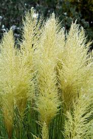 Attēlu rezultāti vaicājumam “Heyderia pusilla”