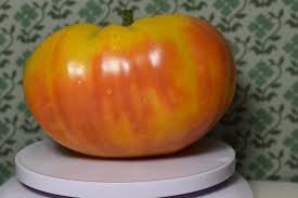 Afbeeldingsresultaat voor mortgage lifter bicolor strain tomato